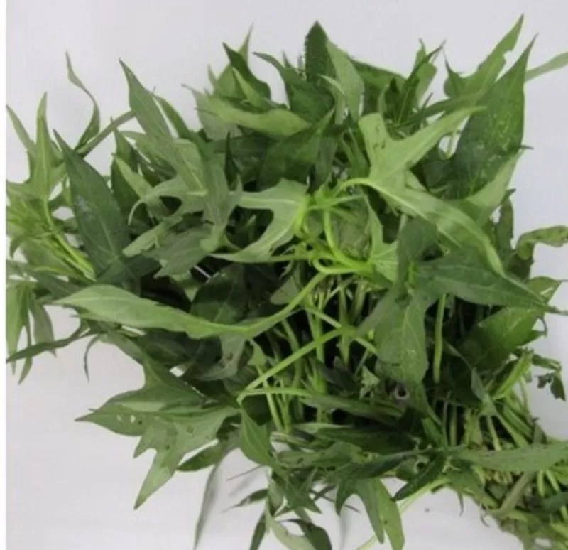 Daun Tela Rambat /ikat